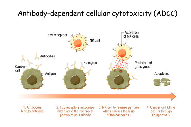 Antibody-dependent cellular cytotoxicity (ADCC) Antibody-dependent cellular cytotoxicity (ADCC). cell-mediated immune defense. Antigens of cancer cell have been bound by specific antibodies. immune system with natural killer (NK) cells actively lyses a tumor. Vector illustration antigen stock illustrations