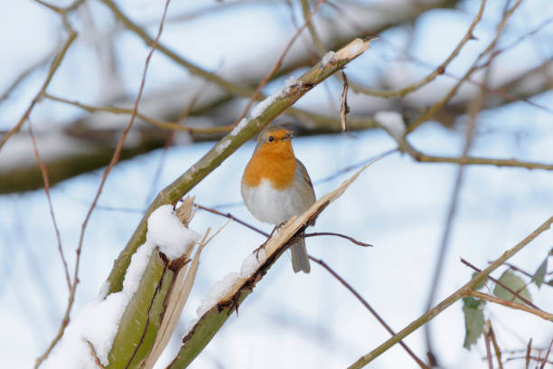 istock Robin redbreast bird perched on a snow covered branch in winter 1298105376