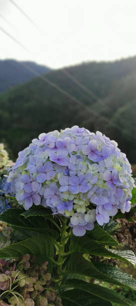 istock Purple Hortensia Flower 1298105442