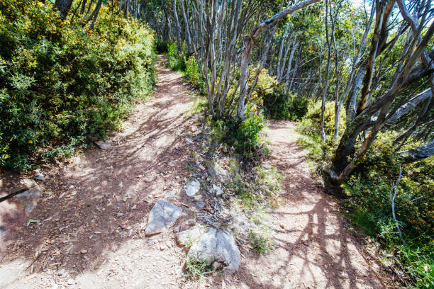 istock Mount Buller Walking and Biking Trails in Summer 1298105495