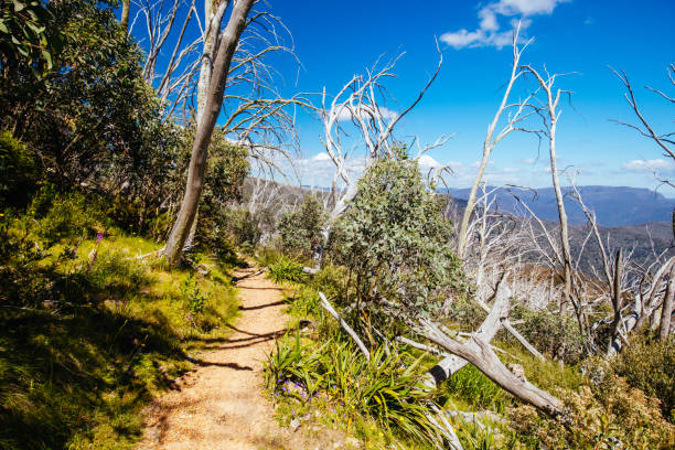 istock Mount Buller Walking and Biking Trails in Summer 1298105522