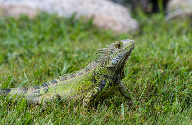istock Green Iguana in the grass 1298106894