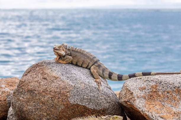 iguane éparpillé sur deux rochers - streched out photos et images de collection