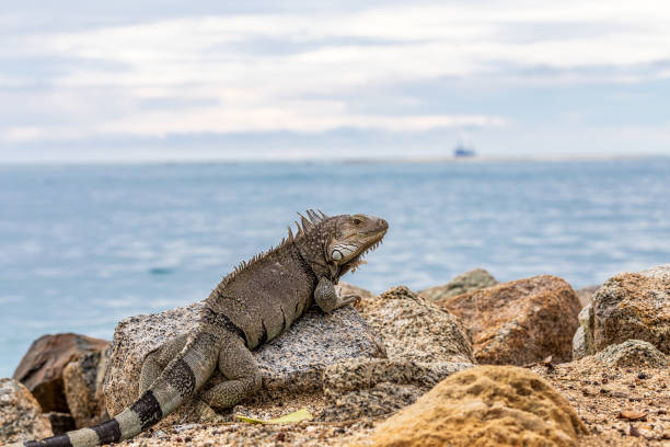 istock Iguana looking out at the ocean 1298106928