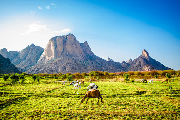 A group of cattle grazing in the green fields below the mountain.