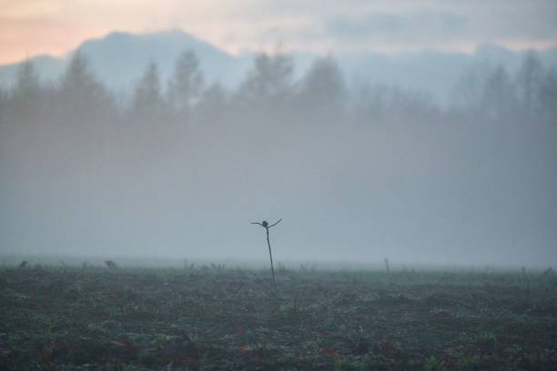 istock Landscape in the evening with fog and sunset 1298108161