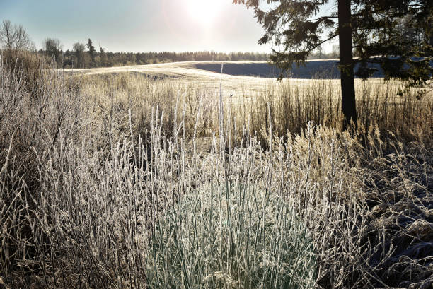 istock Frosty morning with snow fields on a beautiful winter day 1298109653