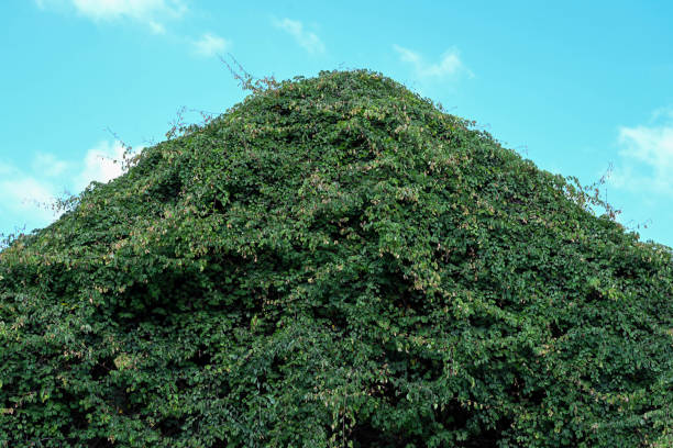 Shape of bush and blue sky background. stock photo