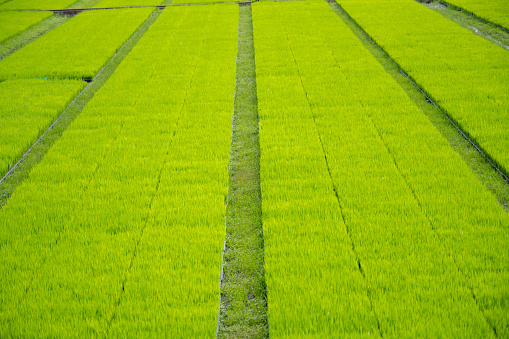 Rice seedings farm in Thailand.