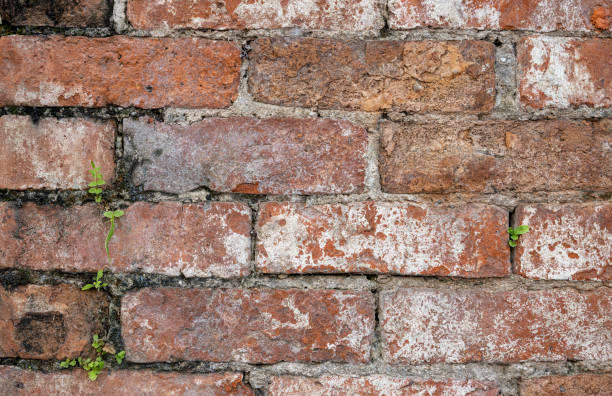 Arrangement of old brickwork wall and the lichen in closeup. stock photo