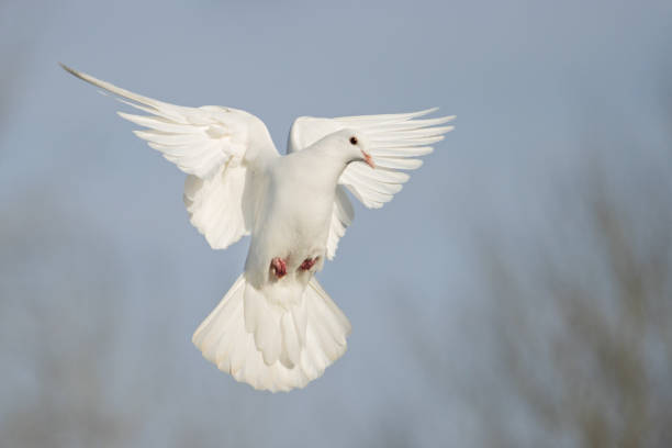 istock white dove flies beautifully on a sunny day 1298111986