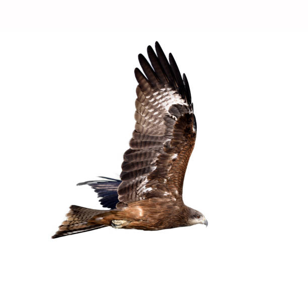 istock Black kite or Pariah kite flying on white background 1298112026