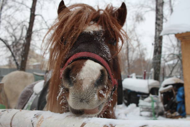 un cavallo pony con una briglia infilato la testa nel paddock. - 4724 foto e immagini stock