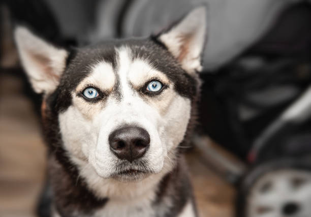 charming husky with blue eyes. Portrait, close-up.