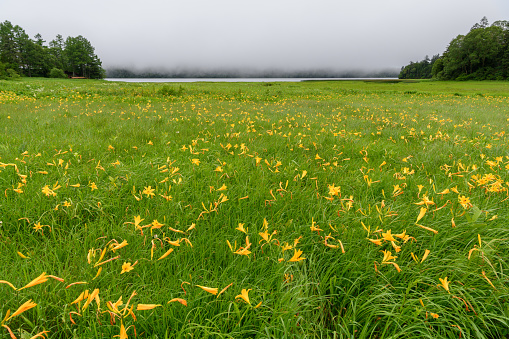 Oe Marsh where alpine plants (Scientific name:Hemerocallis dumortieri var. esculenta) blooms in Oze National Park.Oze is a national park and most well known features are the Ozegahara Marshland and the Ozenuma Pond.