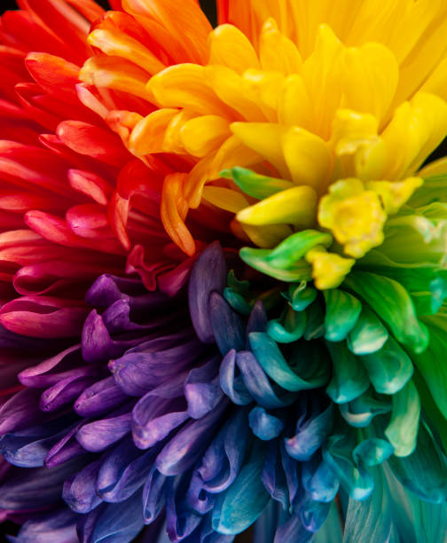 istock image of flower dark background 1298114861
