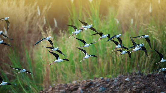 A flock of black-winged stilt birds flying over a lake during great migration in Asia. Migratory wild birds. Bird migration. Motion blurred.