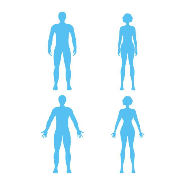 ilustrações de stock, clip art, desenhos animados e ícones de male and female human character, people man woman front and view side body silhouette, isolated on white, flat vector illustration. - waist up
