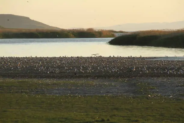 Photo of Lake and bird