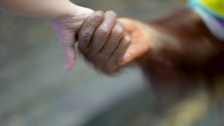 Asian kid hold and handshake with monkey hand. Concept of trust and friendship