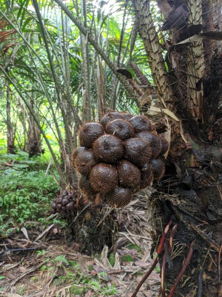 istock Close-up the salak fruit is still on the tree 1298117953