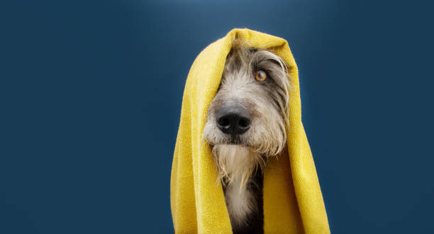 de hond van het portret klaar om een douche te nemen die met een gele handdoek wordt verpakt. dier op blauw gekleurde achtergrond. puppy zomerseizoen. - bad fotos stockfoto's en -beelden