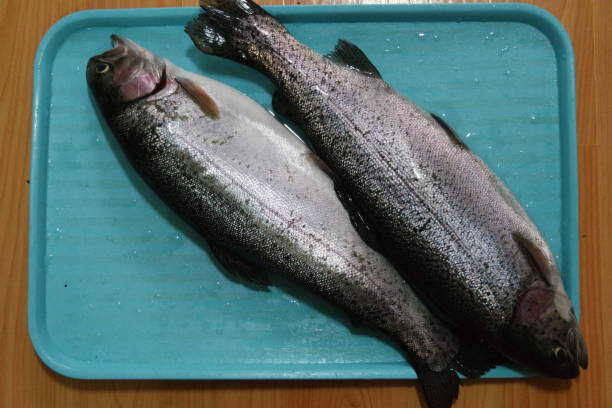 close-up de peixe com uma escamas de pele cinza ou cinza e prata brilhante - enfiada de peixes - fotografias e filmes do acervo