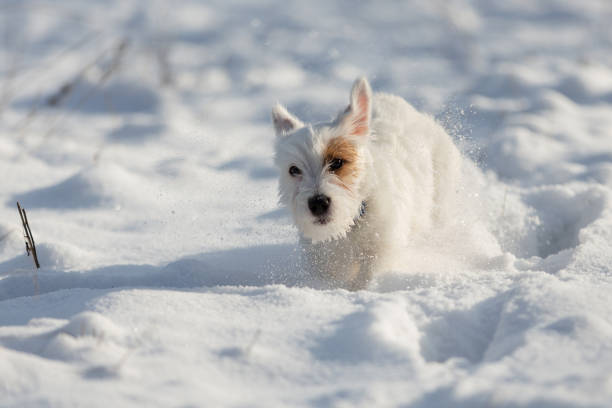 istock puppy jack russell runs fast in the snow, training 1298121766