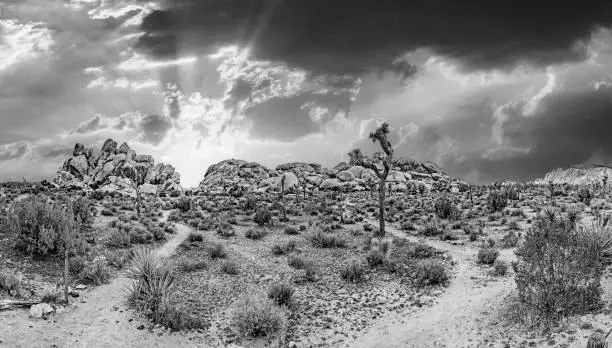 landscape with joshua trees in the Joshua tree national park
