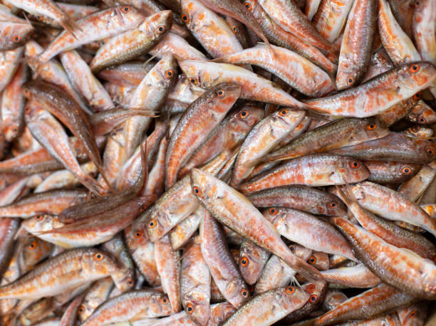 istock Fish varieties at the fish stall 1298125370