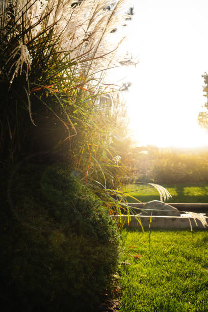 istock Grass in the sun. Sunset light, summer. 1298125484