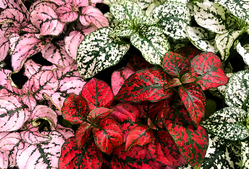 Multi-colored variegated leaves of Fittonia with streaks of green, white and pink, red color.