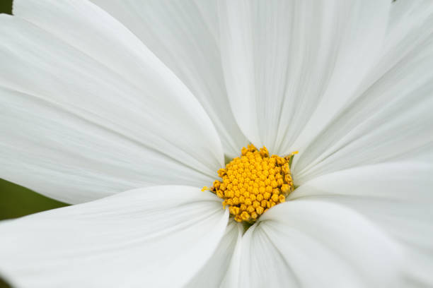 istock background created by wonderful delicate petals of white cosmos 1298128952