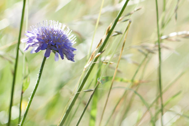 istock delicate knautia flower blooming in dense grass on a summer sunny meadow 1298128985