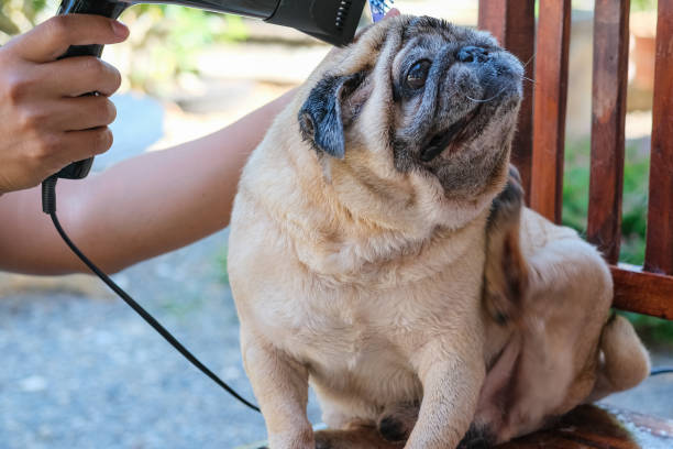 istock Cute pug dog feel not happy during shower 1298130266