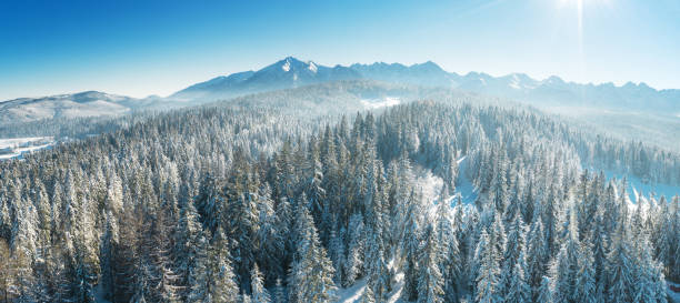 istock Winter forest on mountains hills 1298130291