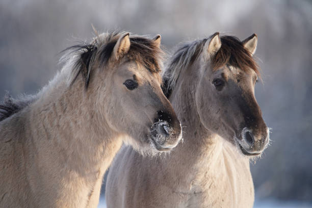 istock Wild horses in winter 1298130308