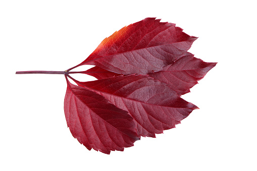 Dark-red Leaves of wild grape isolated on a white background. Autumn leaves isolated on a white background.