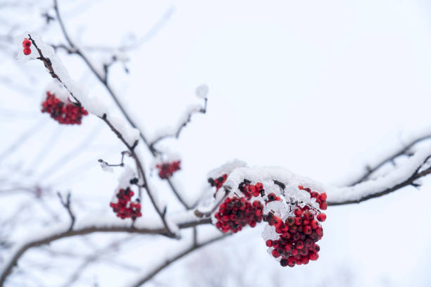 istock Branches with bunches of rowan covered with 1298130667