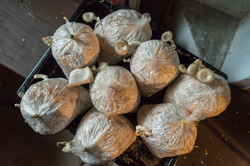 Oyster Mushrums (Pleurotus ostreatus) cultivated Growing Mushrooms from husk and straw in plastic bag