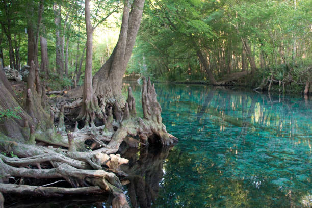 sources d’eau douce de la floride - trou de natation d’arbre de cypress - beauté naturelle - tree stream forest woods photos et images de collection