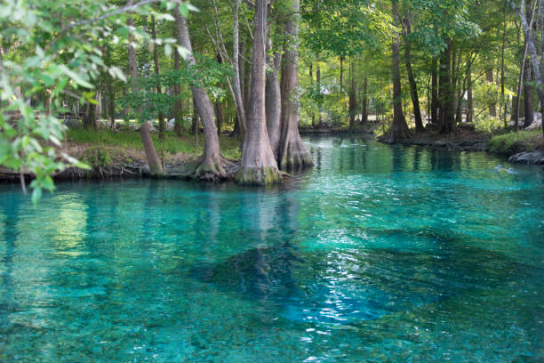 Florida Wilderness - Swimming Hole Ocala: Fresh Water Springs