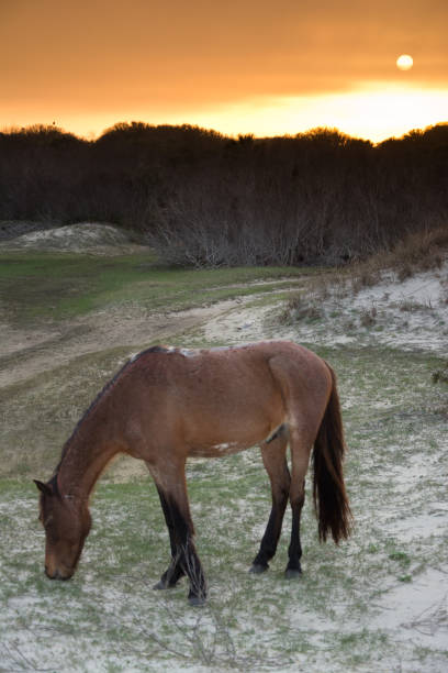 wild horse - cumberland island national seashore - georgia - cumberland island georgia old ruin horse foto e immagini stock