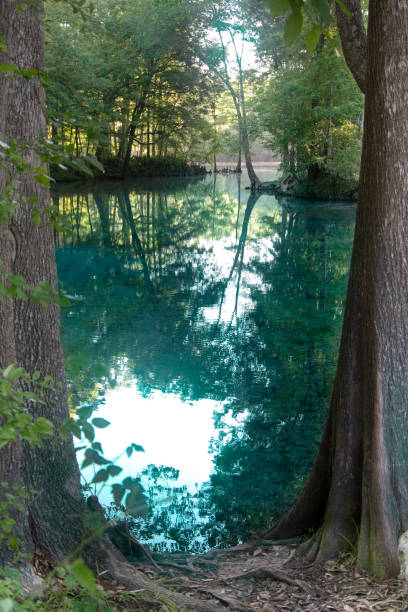 istock Florida Fresh Water Spring - Swimming Hole - Ocala National Forest - Nature Pond 1298133084