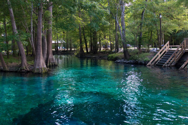 ginnie springs - florida -fresh water springs - swim hole - cypress swamp - fotografias e filmes do acervo