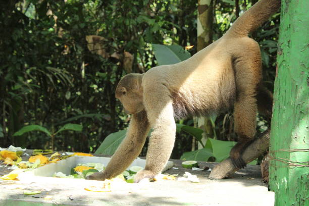 istock Monkey feeding on fruits in the Forest 1298134656