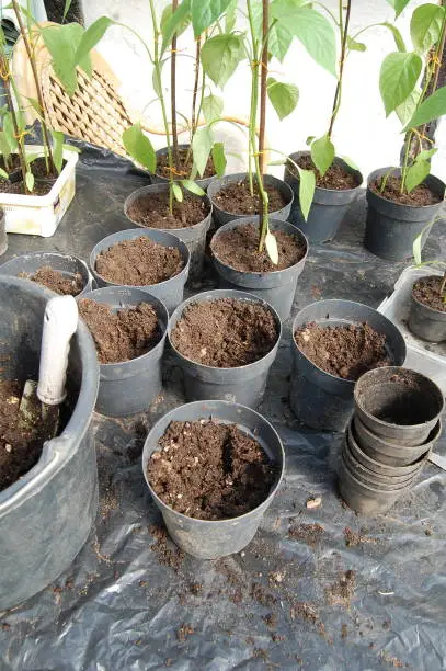 The topsoil is homemade from threshed trees and the small pots are stacked.