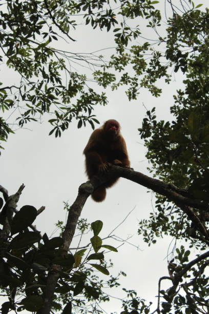 istock Amazon Rainforest monkey on top of a tree branch watching tourists 1298134720