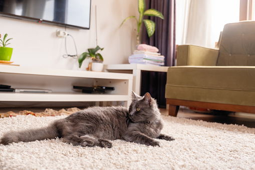 domestic cat lies on the carpet at home