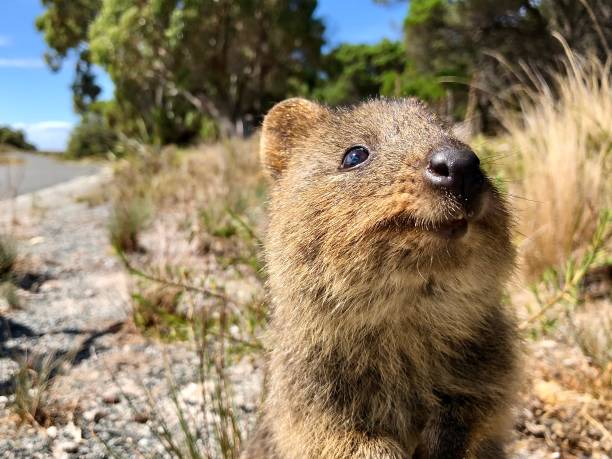 istock Smiling Quokka - Rottnest Island 1298135063